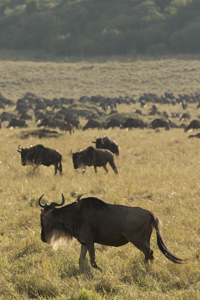 gnu